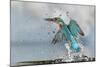 Kingfisher taking off from water, France-Michel Poinsignon-Mounted Photographic Print