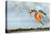 Kingfisher taking off from water with fish, France-Michel Poinsignon-Stretched Canvas