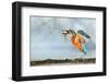 Kingfisher taking off from water with fish, France-Michel Poinsignon-Framed Photographic Print