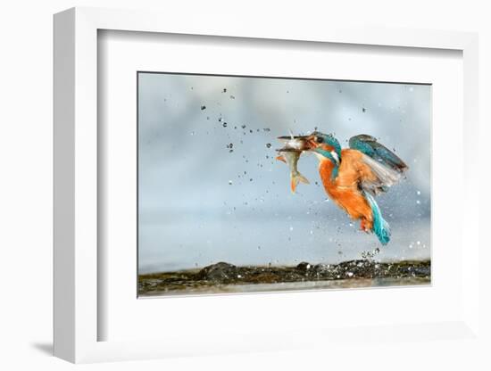 Kingfisher taking off from water with fish, France-Michel Poinsignon-Framed Photographic Print