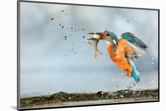 Kingfisher taking off from water with fish, France-Michel Poinsignon-Mounted Photographic Print