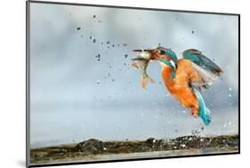 Kingfisher taking off from water with fish, France-Michel Poinsignon-Mounted Photographic Print