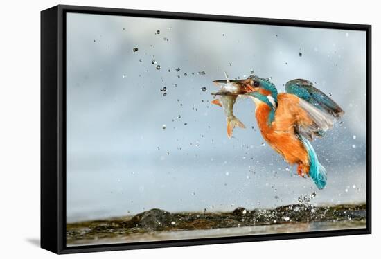 Kingfisher taking off from water with fish, France-Michel Poinsignon-Framed Stretched Canvas