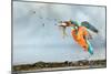 Kingfisher taking off from water with fish, France-Michel Poinsignon-Mounted Photographic Print