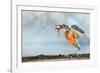 Kingfisher taking off from water with fish, France-Michel Poinsignon-Framed Photographic Print