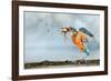 Kingfisher taking off from water with fish, France-Michel Poinsignon-Framed Photographic Print