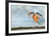 Kingfisher taking off from water with fish, France-Michel Poinsignon-Framed Photographic Print