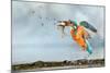 Kingfisher taking off from water with fish, France-Michel Poinsignon-Mounted Photographic Print