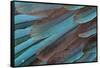 Kingfisher Wing Feathers-Darrell Gulin-Framed Stretched Canvas