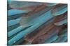 Kingfisher Wing Feathers-Darrell Gulin-Stretched Canvas