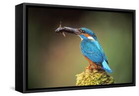 Kingfisher with Fish in Beak-null-Framed Stretched Canvas