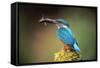 Kingfisher with Fish in Beak-null-Framed Stretched Canvas