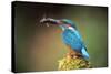 Kingfisher with Fish in Beak-null-Stretched Canvas