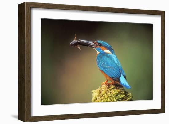 Kingfisher with Fish in Beak-null-Framed Photographic Print