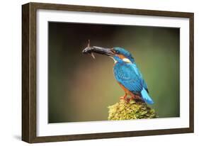 Kingfisher with Fish in Beak-null-Framed Photographic Print