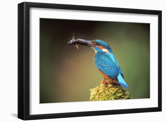 Kingfisher with Fish in Beak-null-Framed Photographic Print