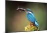 Kingfisher with Fish in Beak-null-Mounted Photographic Print