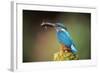 Kingfisher with Fish in Beak-null-Framed Photographic Print