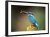 Kingfisher with Fish in Beak-null-Framed Photographic Print