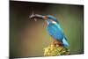 Kingfisher with Fish in Beak-null-Mounted Photographic Print