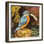 Kingfisher with Fish-null-Framed Giclee Print