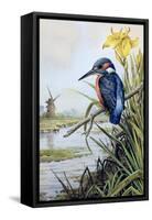 Kingfisher with Flag Iris and Windmill-Carl Donner-Framed Stretched Canvas