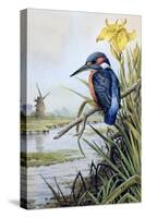 Kingfisher with Flag Iris and Windmill-Carl Donner-Stretched Canvas