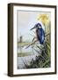 Kingfisher with Flag Iris and Windmill-Carl Donner-Framed Giclee Print