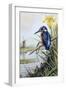 Kingfisher with Flag Iris and Windmill-Carl Donner-Framed Giclee Print