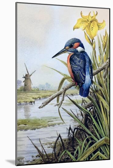 Kingfisher with Flag Iris and Windmill-Carl Donner-Mounted Giclee Print