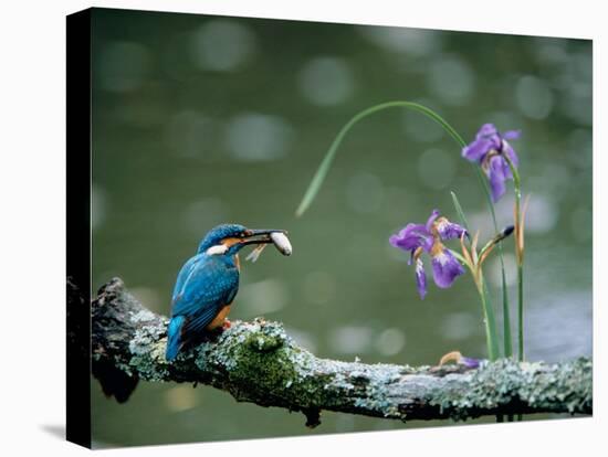 Kingfisher-null-Stretched Canvas