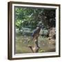 Kingfisher-CM Dixon-Framed Premium Photographic Print