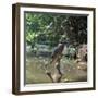 Kingfisher-CM Dixon-Framed Photographic Print