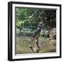 Kingfisher-CM Dixon-Framed Photographic Print