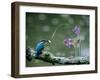 Kingfisher-null-Framed Photographic Print
