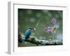 Kingfisher-null-Framed Photographic Print