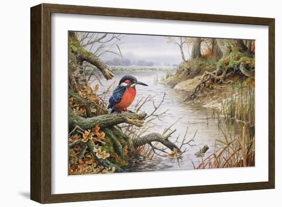 Kingfisher-Carl Donner-Framed Giclee Print