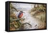 Kingfisher-Carl Donner-Framed Stretched Canvas