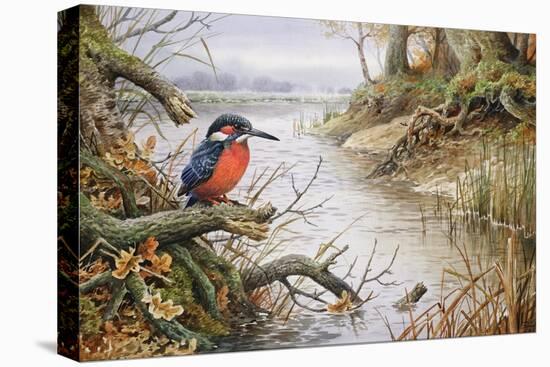 Kingfisher-Carl Donner-Stretched Canvas