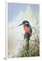 Kingfisher-Carl Donner-Framed Giclee Print