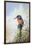 Kingfisher-Carl Donner-Framed Giclee Print