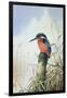 Kingfisher-Carl Donner-Framed Giclee Print