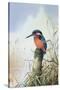 Kingfisher-Carl Donner-Stretched Canvas