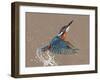 Kingfisher-Sarah Stribbling-Framed Art Print