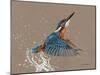 Kingfisher-Sarah Stribbling-Mounted Art Print