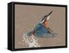 Kingfisher-Sarah Stribbling-Framed Stretched Canvas