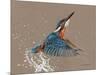 Kingfisher-Sarah Stribbling-Mounted Art Print
