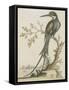 Kingfisher-null-Framed Stretched Canvas