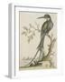 Kingfisher-null-Framed Giclee Print