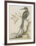 Kingfisher-null-Framed Giclee Print